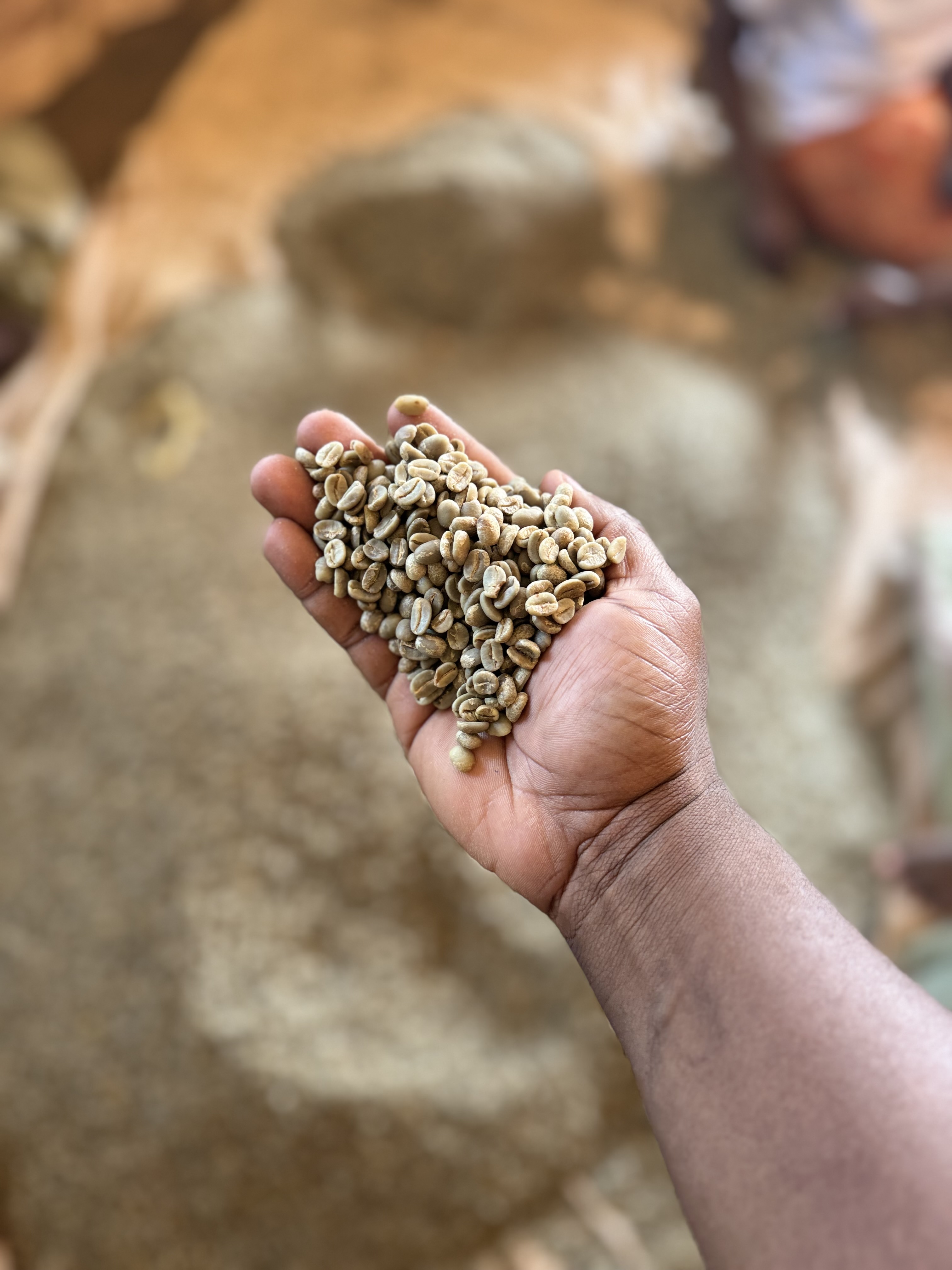 Premium East African coffee beans - Ugandan Arabica and Robusta coffee cherries