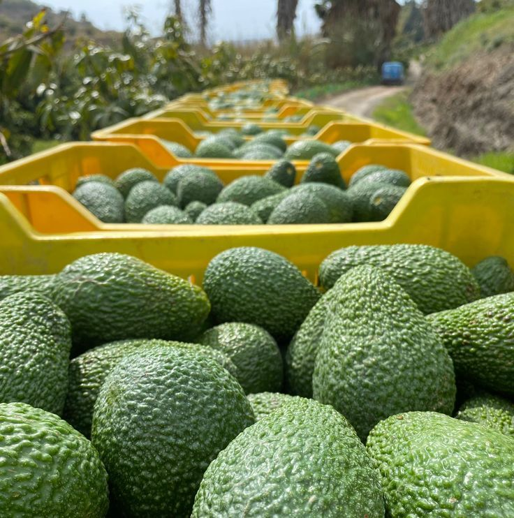 Fresh tropical fruits from East Africa - Ugandan avocados, mangoes, and passion fruit