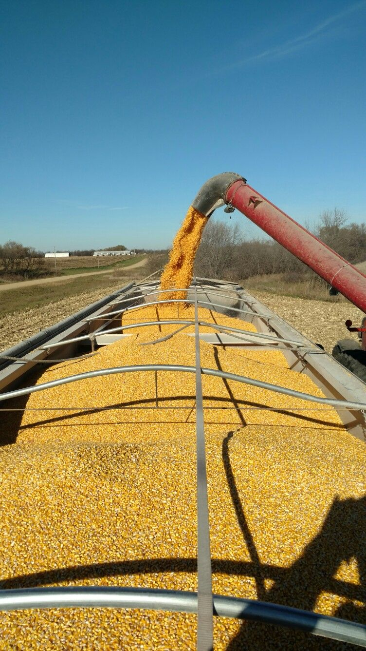 Grains